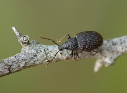 Otiorhynchus rugosostriatus